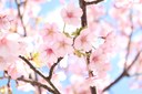 04-11ピンクサクラ.JPG