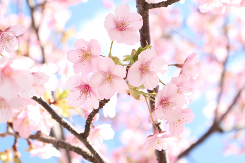 04-11ピンクサクラ.JPG