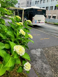 IMG_5239 Copy.JPG