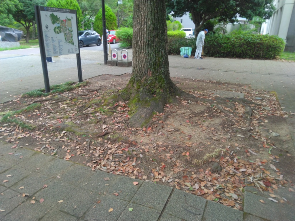 豊中　大きな木の下にも落ち葉。清掃するスタッフの姿も見かける.jpg