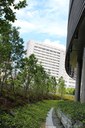 緑と阪大病院.JPG