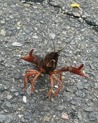 ザリガニ北門近く (2).jpg